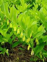 flowering branches of Polygonatum cyrtonema Hua. with yellow pendulous flowers grow in field