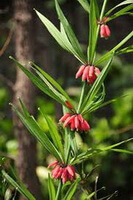 a flowering plant of Polygonatum kingianum Coll.et Hemsl. with reddish flowers and green leaves grow in sunny field
