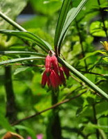 reddish flower spikes and green leaves of Polygonatum kingianum Coll.et Hemsl.
