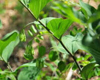 flowering plants of Polygonatum macropodium Turcz with small pendulous flowers grow in sunny field