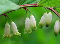 plant of Polygonatum odoratum Mill.Druce. with pendulous whitish flowers growing on stems