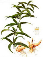 a colorful drawing of Polygonatum sibiricum Red.,brownish root and rhizome,green stem and leaves,flower spike