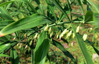 a flowering plant of Polygonatum sibiricum Red with many pendulous white flowers hanging on stem,and green leaves