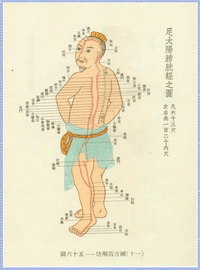 The Bladder Meridian Diagram