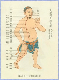 The Stomach Meridian Diagram