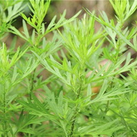 mugwort leaves