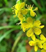 Agrimony