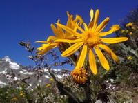 Arnica