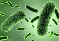 Acidophilus