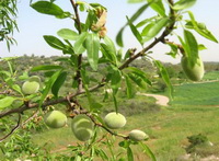 Almond sweet