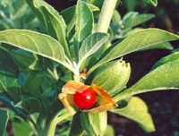 Ashwagandha