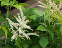 Blackcohosh