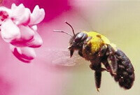 Apis cerana Fabr,a honey bee is flying near a pink flower spike.