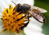 Apis cerana Fabr,a honey bee is collecting pollen on a white flower.
