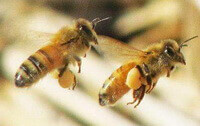 Apis cerana Fabr,two flying bee carry pollen.