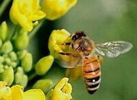 Apis mellifera L.,a honey bee is collecting pollen on some yellow flowers