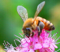 Apis mellifera L.,an orange honey bee is collecting pollen on pink flower spikes