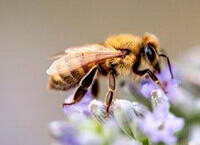 Apis mellifera L.,a honey bee is collecting pollen on a lilac flower