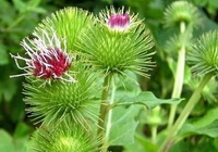 Burdock root