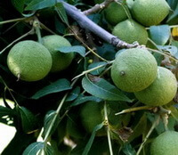 Black Walnut