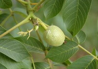 Black Walnut:fruiting branch with unmature fruit and green leaves