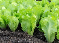 light green Lettuce grow in field