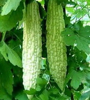 Bitter Melon