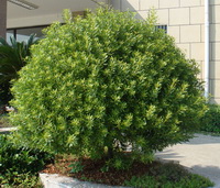 Bayberry