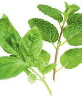 Basil