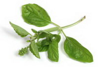 green stem and leaves of Ocinum basilicum