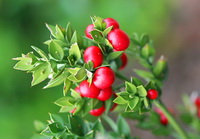 Butchers Broom