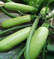 Winter squash with green fruits grow in field