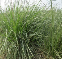 Couch grass