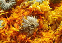 Calendula