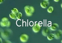 Chlorella