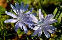 Chicory