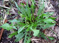 Cichorium intybus:Chicory shrubs with green leaves grow in field