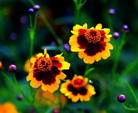 Calliopsis