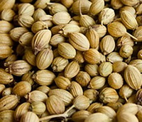 yellow Coriander seeds are piled together