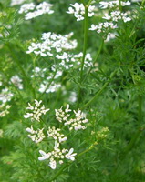flowering plants of Coriandrum sativum with many small white flowers growing in field