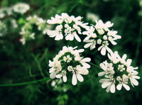 Coriander