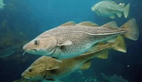 Cod-liver oil