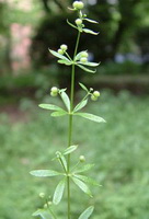 Cleavers