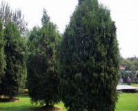 Cedar