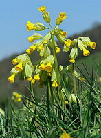 flowering plant of Primula veris with yellow pendulous flowers grow in sunny grass land