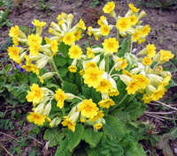 flowering plants of Primula veris with many bright yellow flowers grow in a cluster in field