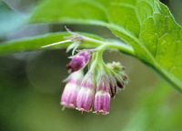 Comfrey
