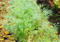 Dill