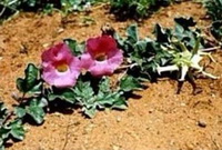 Devils Claw