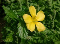 Damiana